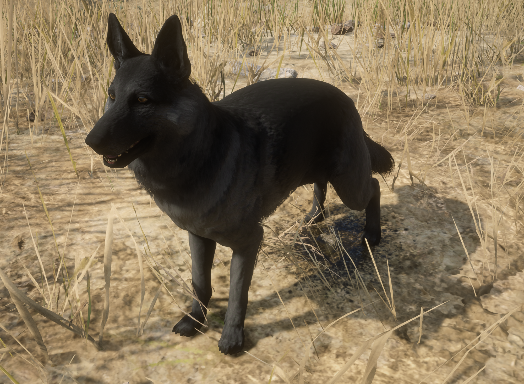 schwarzer Schäferhund