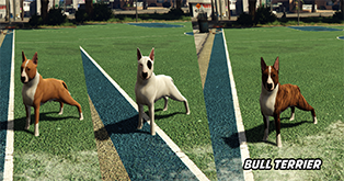 Bull Terrier