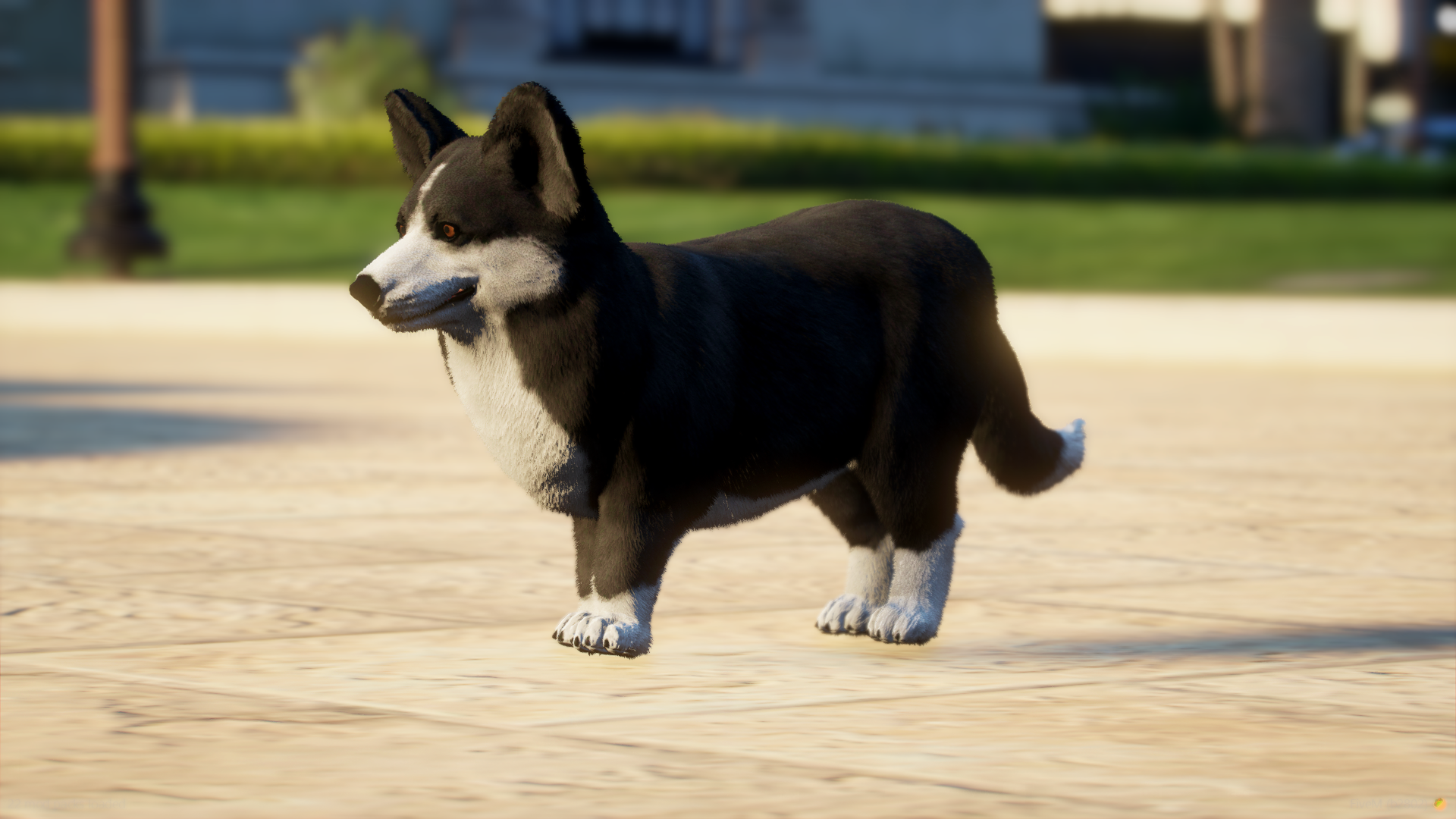 Corgi