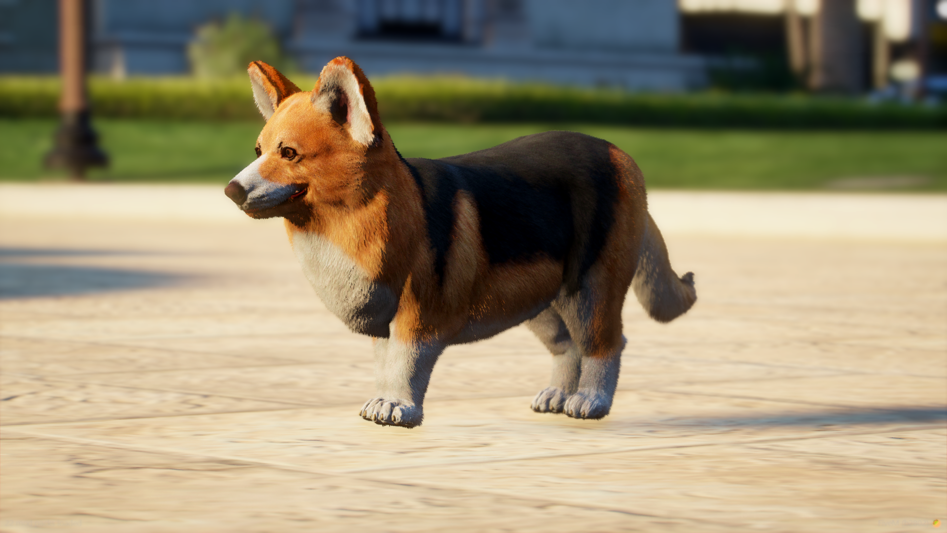 Corgi