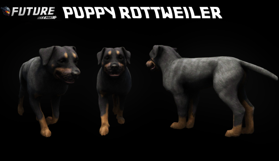 [DOG] [PUPPY] Puppy Rottweiler