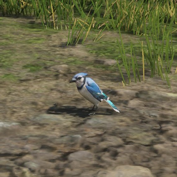 Geai bleu
