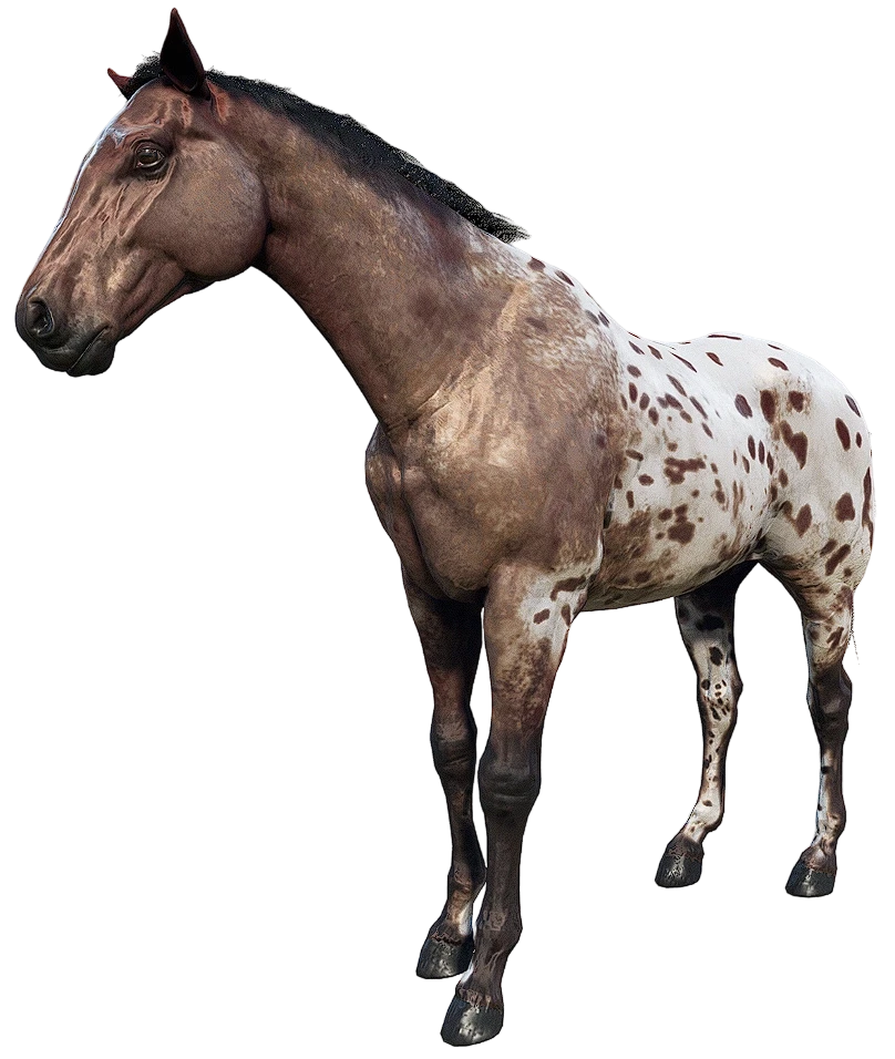Leopard Blanket Appaloosa
