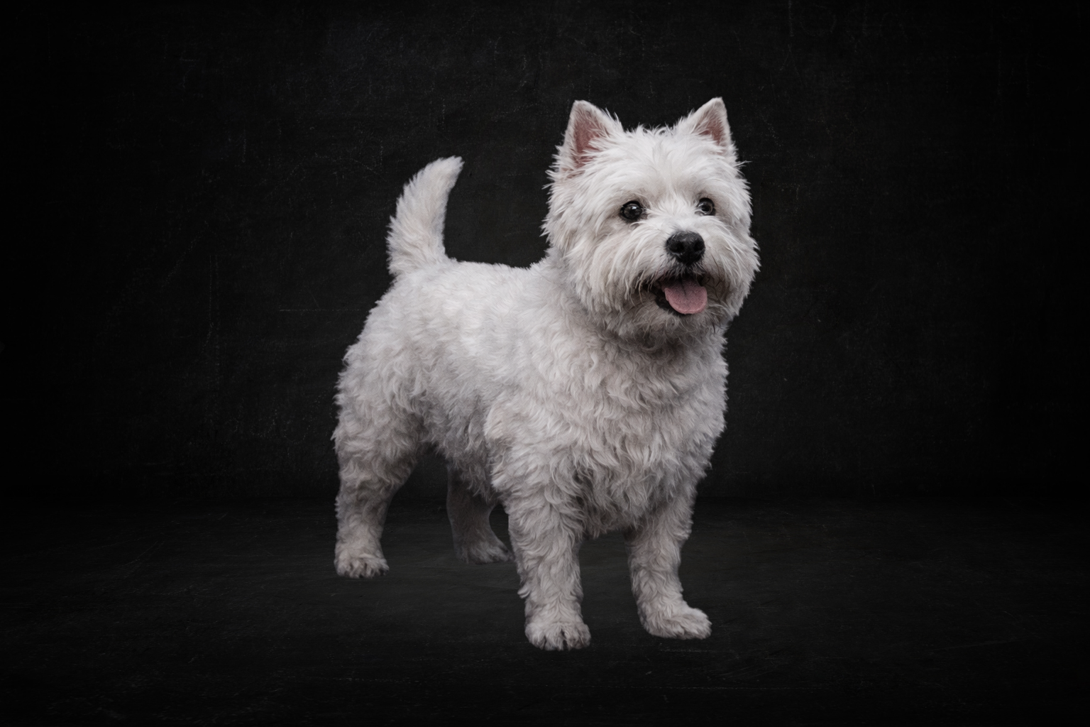Westie ( perma )