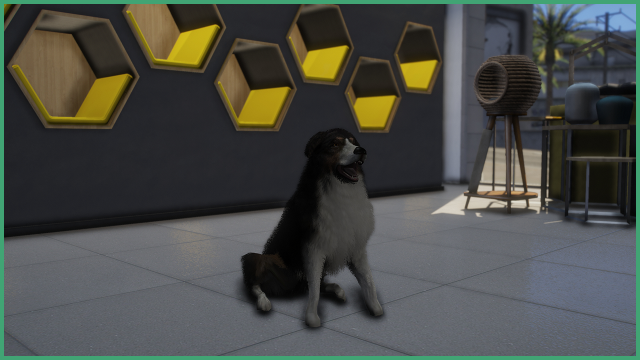 Black Tri Shepherd