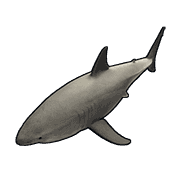 500 Small Sharks
