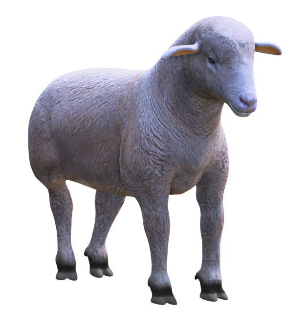 Oveja