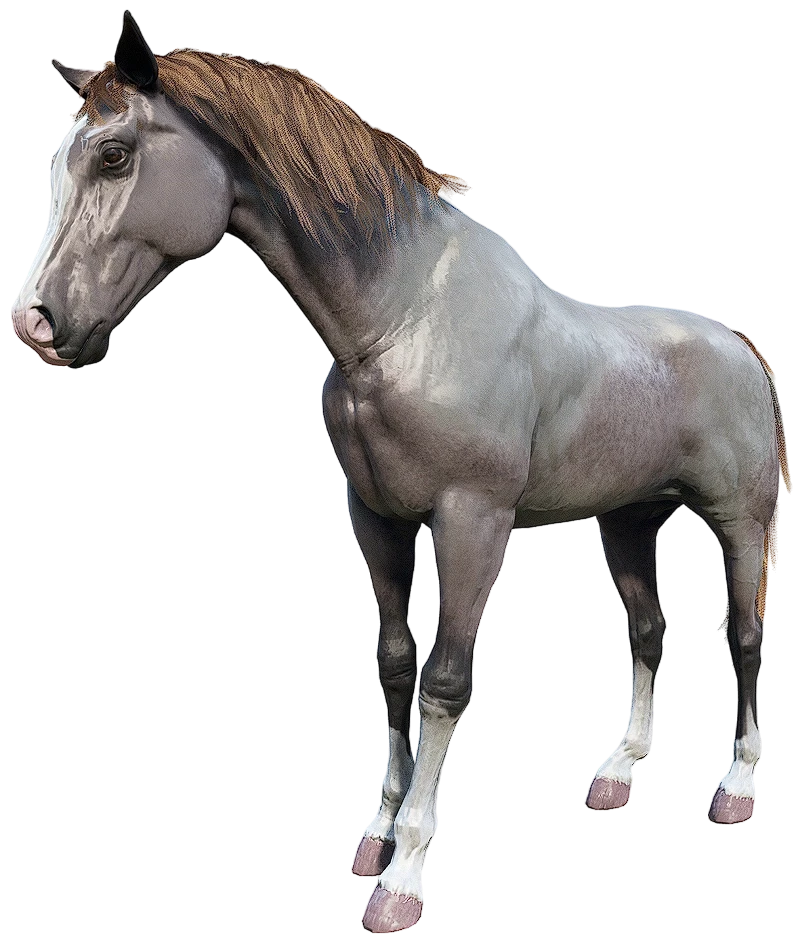 Rose Gray Bay Arabian