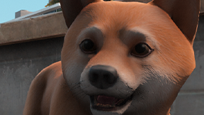[DOG] [PUPPY] Puppy Shiba