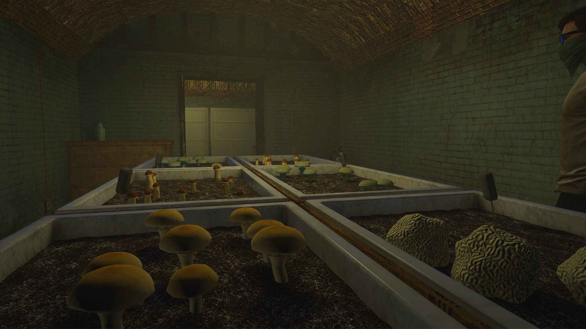 Shrooms Cultivation