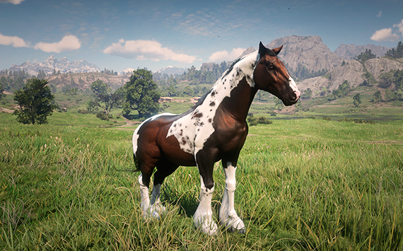 Haflinger Tricolor - Macho