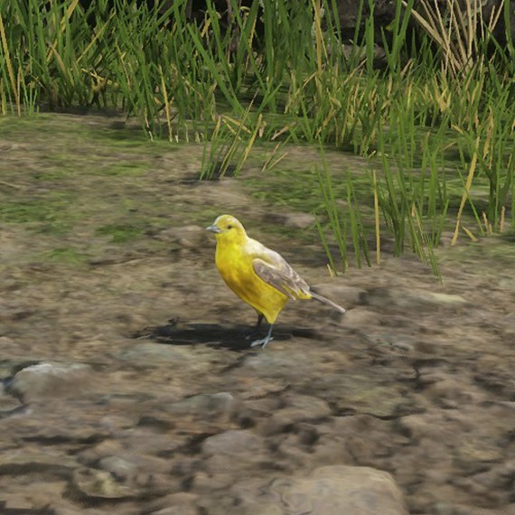 Oriole