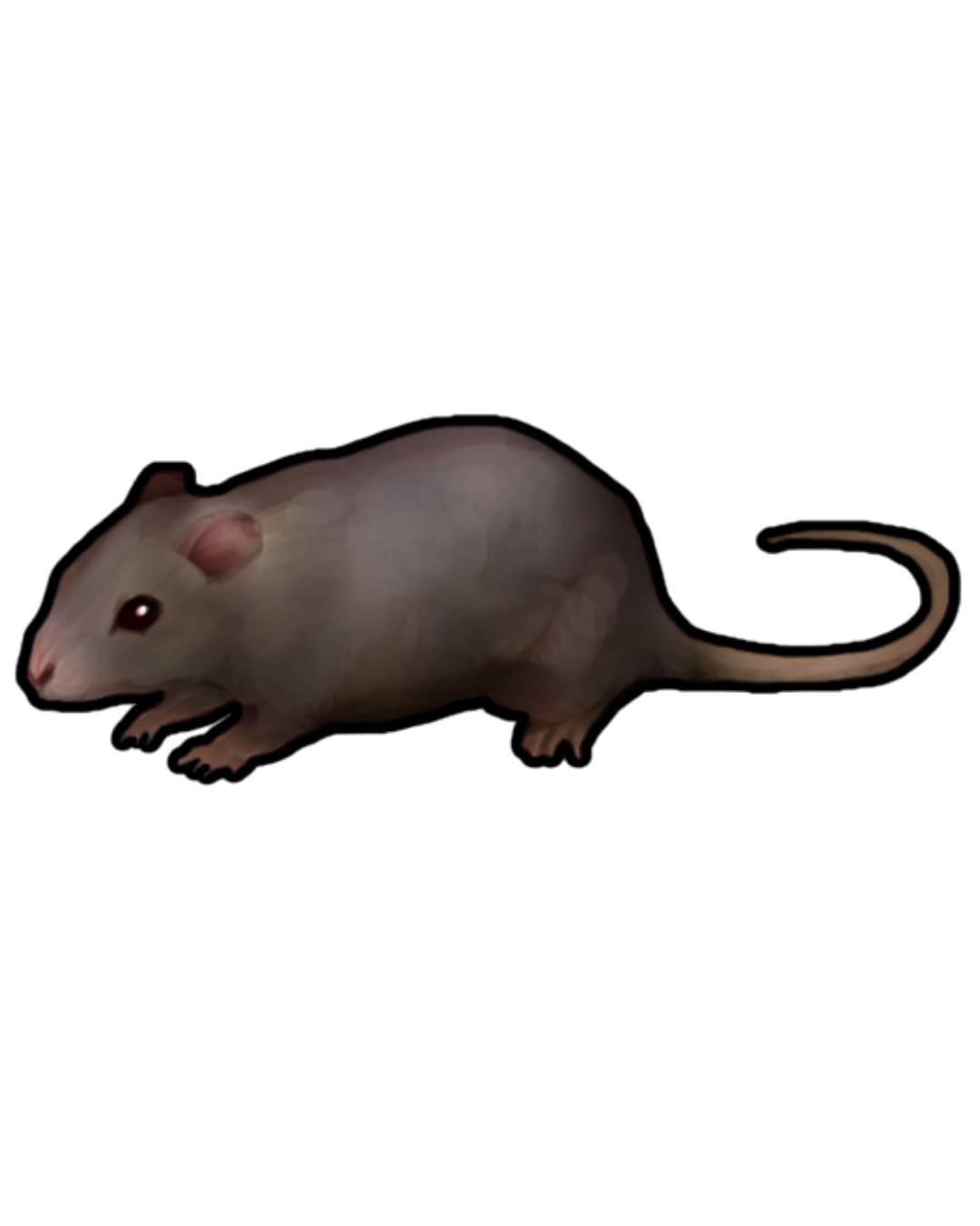 Rat