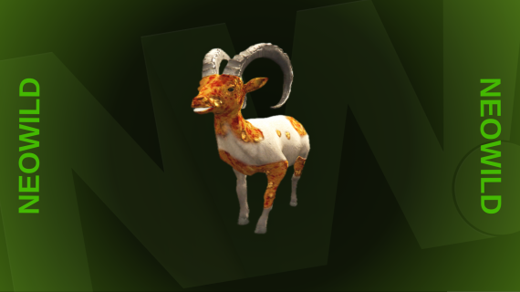 Infected Ibex