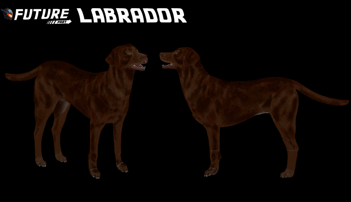 [DOG] Labrador