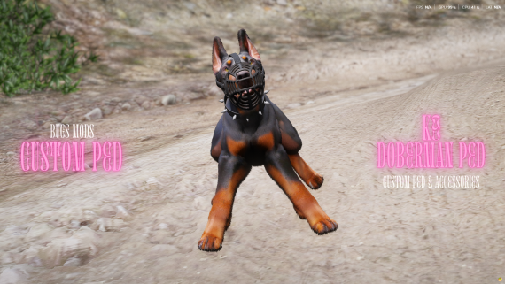 Doberman Ped Bundle - Adult & Puppy Versions!