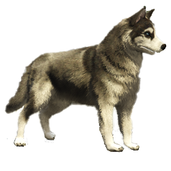 Overige honden