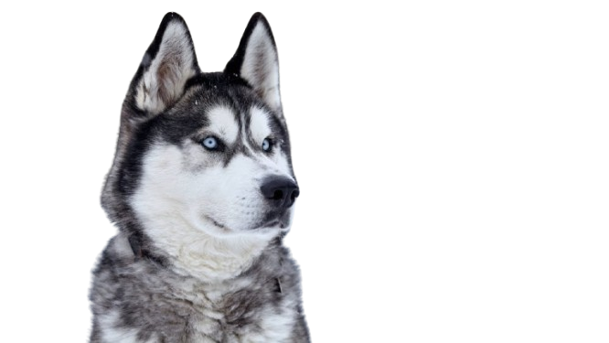 🐺 HUISDIER HUSKY