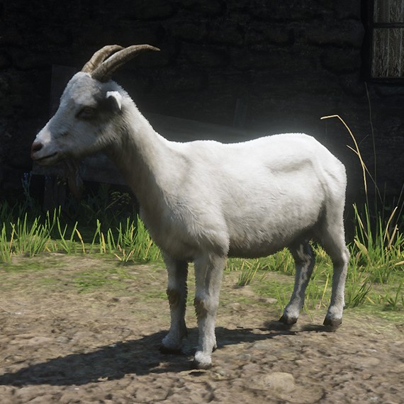 Chèvre