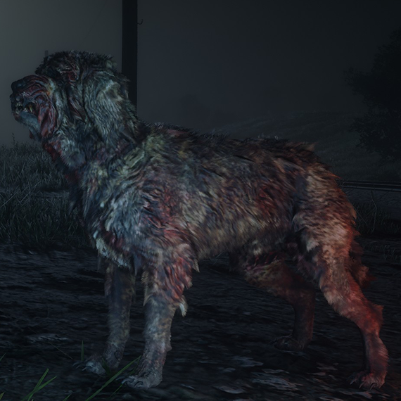 Chien de Saint-Hubert