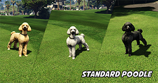 Standard Poodle