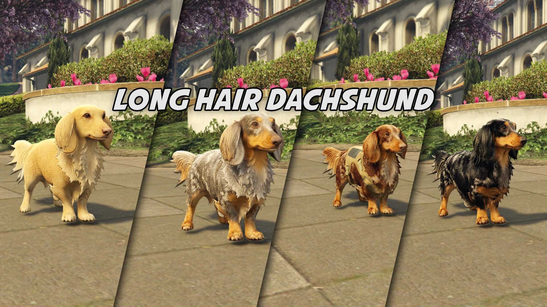 Long Hair Daschund (weiner dog)