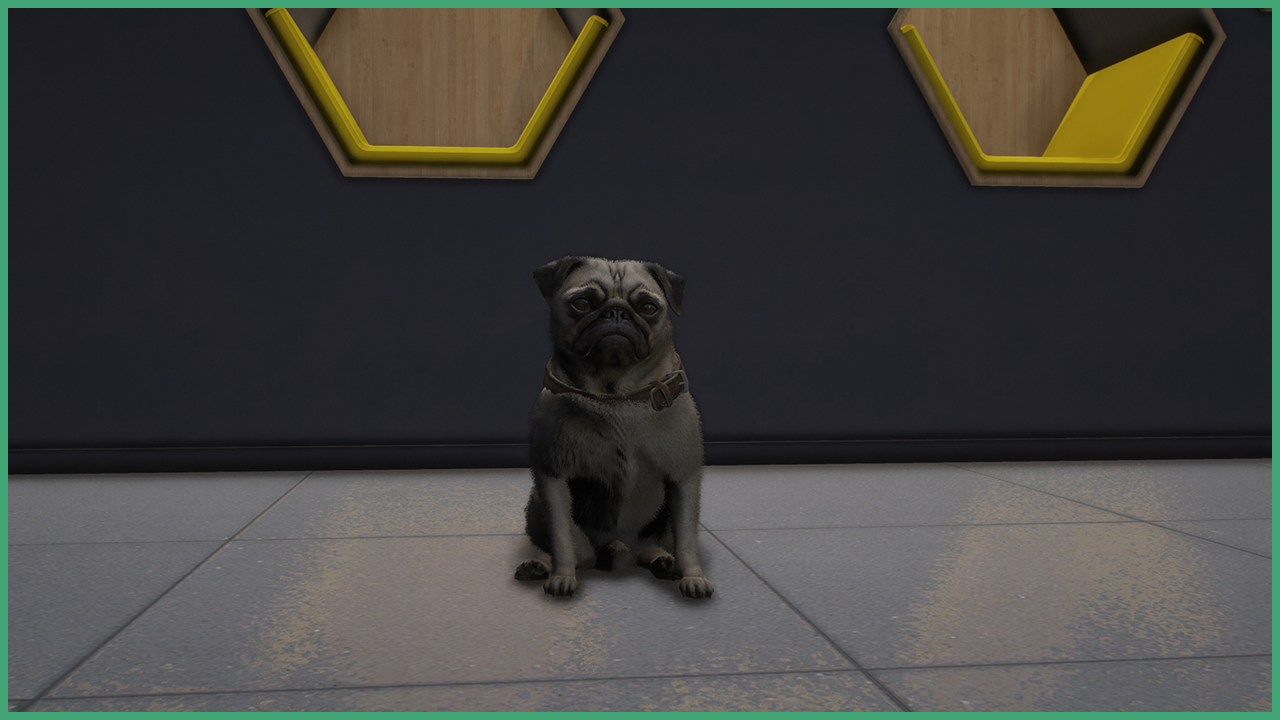 White Pug
