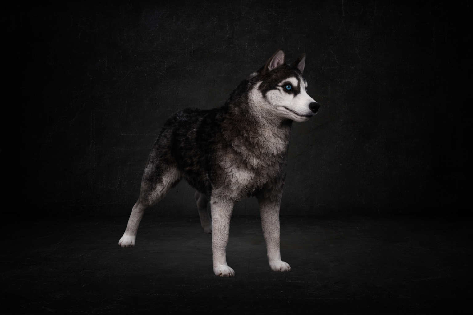 Husky ( perma )