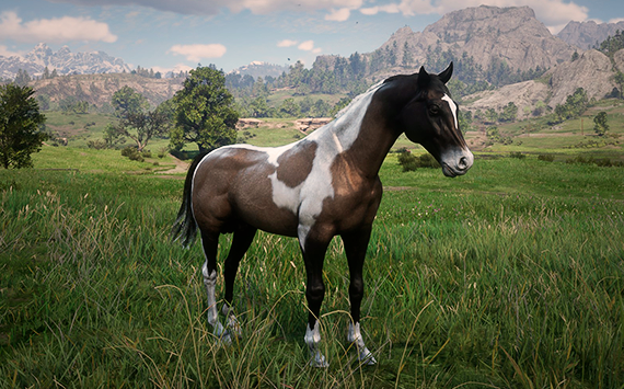 Kurdish Overo Brown- Macho