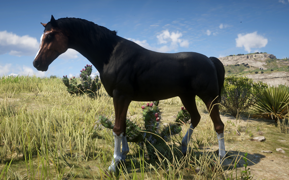 Anglo Arabe DarkBay - Macho