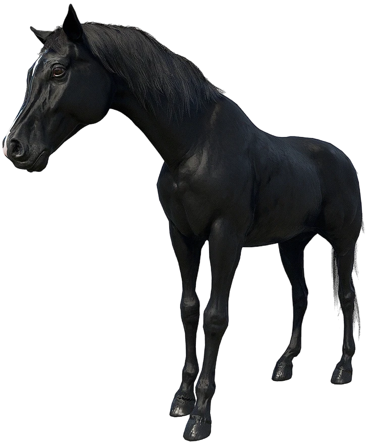 Black Arabian