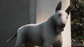 [DOG] Bull Terrier