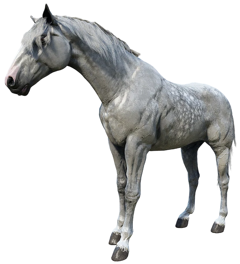 Grey Kladruber