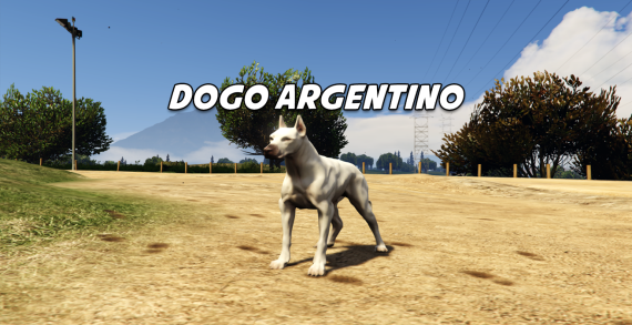 Dogo Argentino