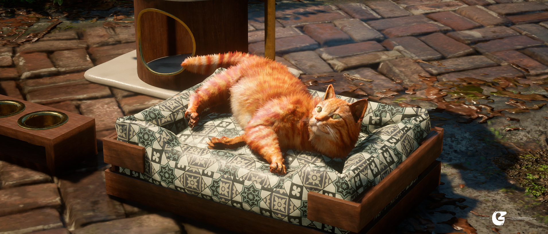 [ Cat Pack ]