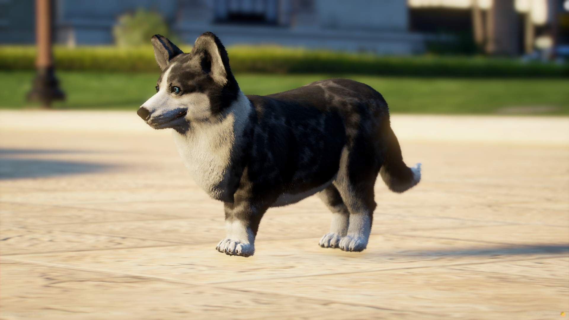 Corgi