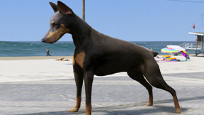 [DOG] Doberman