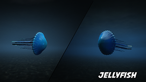 Jellyfish