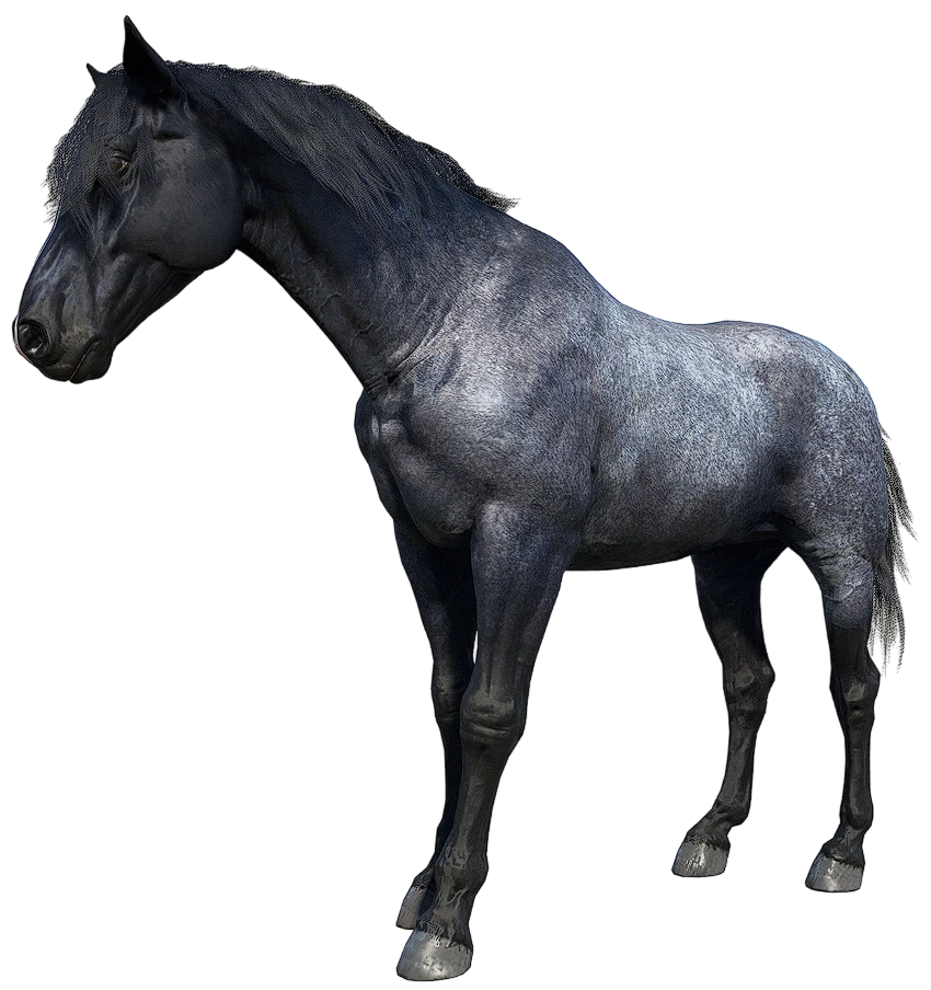 Blue Roan Nokota