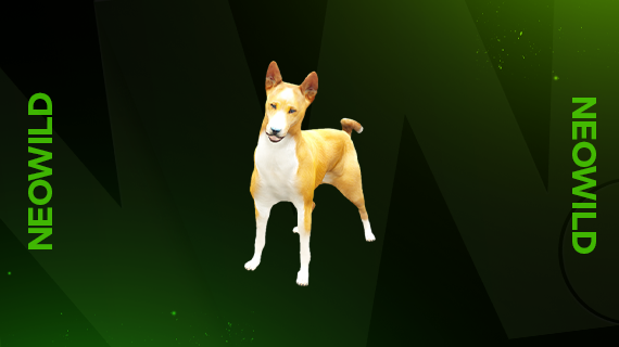 Basenji