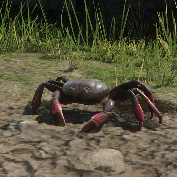 Crabe royal
