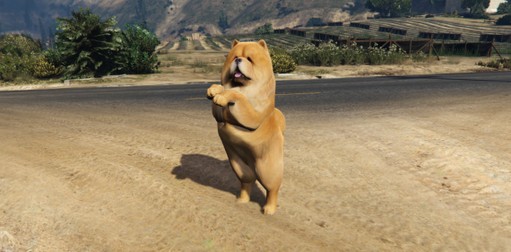 Chow Chow