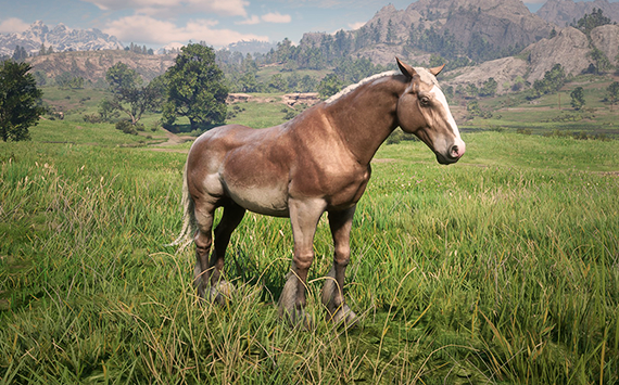 Noriker Light Brown - Macho