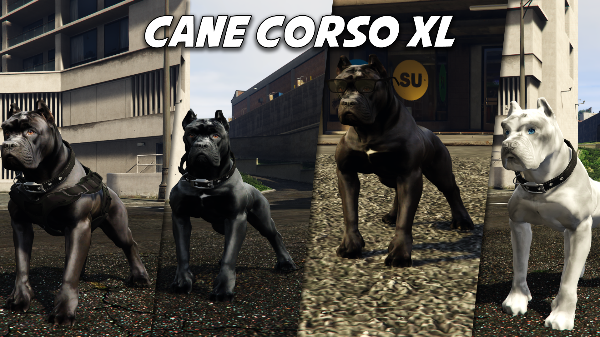Cane Corso (Regular + XL)