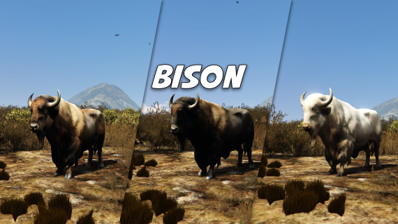 Bison