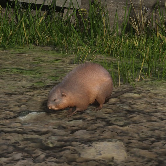 Rat musqué