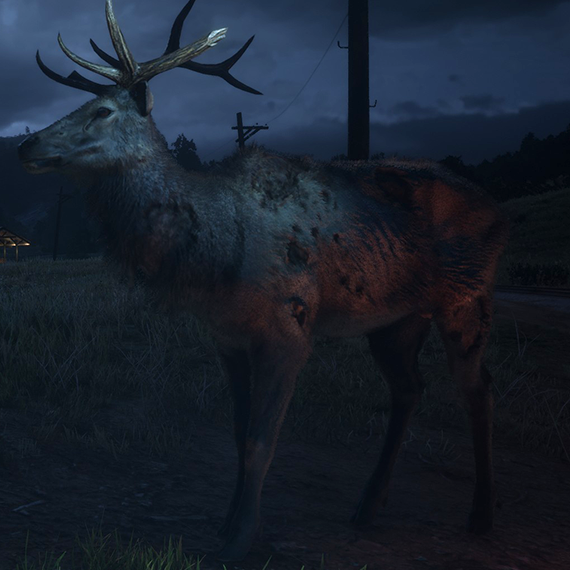 Wapiti