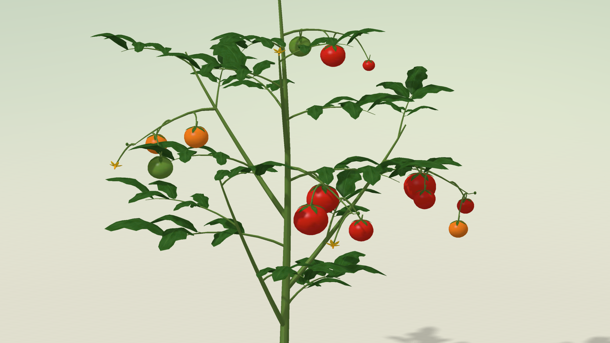 Tomato Plant
