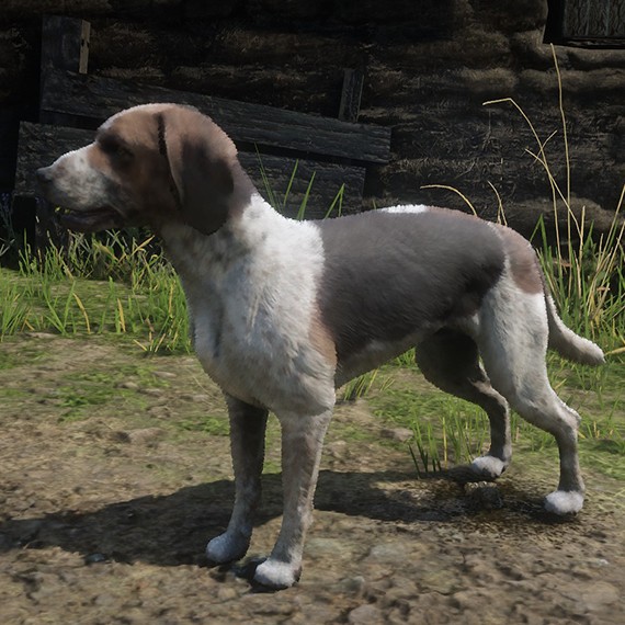 Foxhound Américain