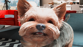 [DOG] Yorkshire Terrier